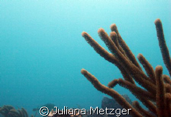 West Palm Beach 45 Feet Below.  by Juliana Metzger 